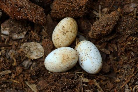 Snake eggs are usually white, beige, or off-white and are oblong in shape. Their size can range from small to large. Snakes don’t just lay their eggs on the ground. They lay them in the soil or in a hollow tree trunk. The eggs hatch in 3-4 days and the young snakes emerge from the eggs in 2-3 weeks. Snakes can live up to 10 years in captivity. 